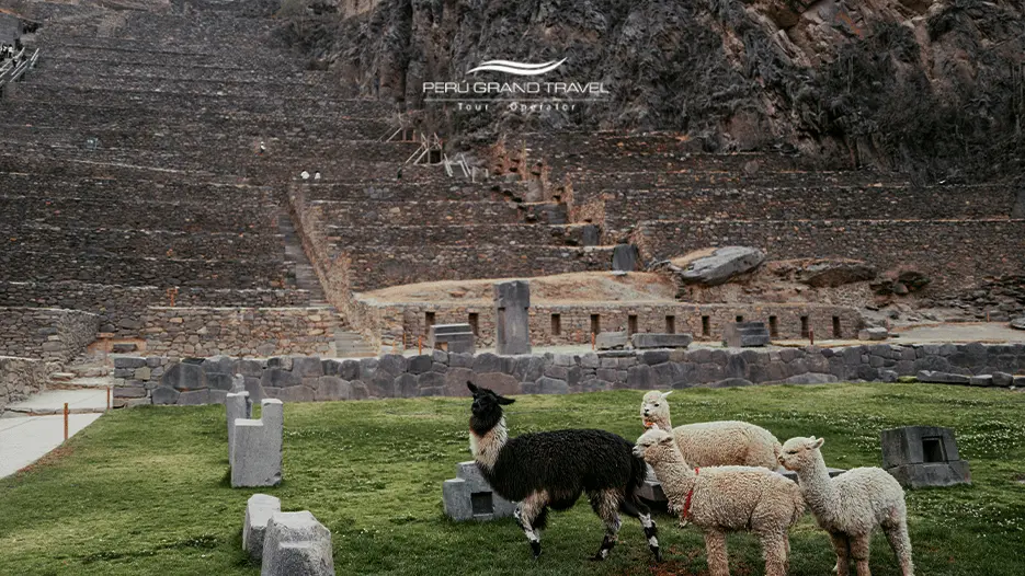 Ollantaytambo isone of the best Sacred Valley attractions,,,at least the llamas think so!.