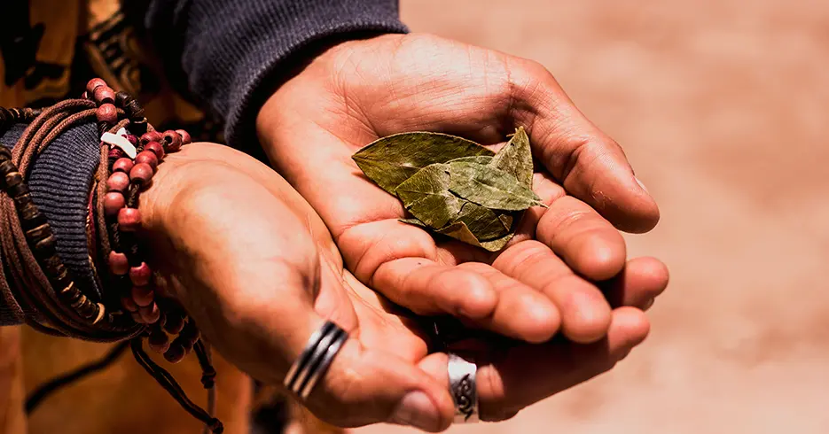 coca leaves are great for the high altitudes of Rainbow Mountain Cusco