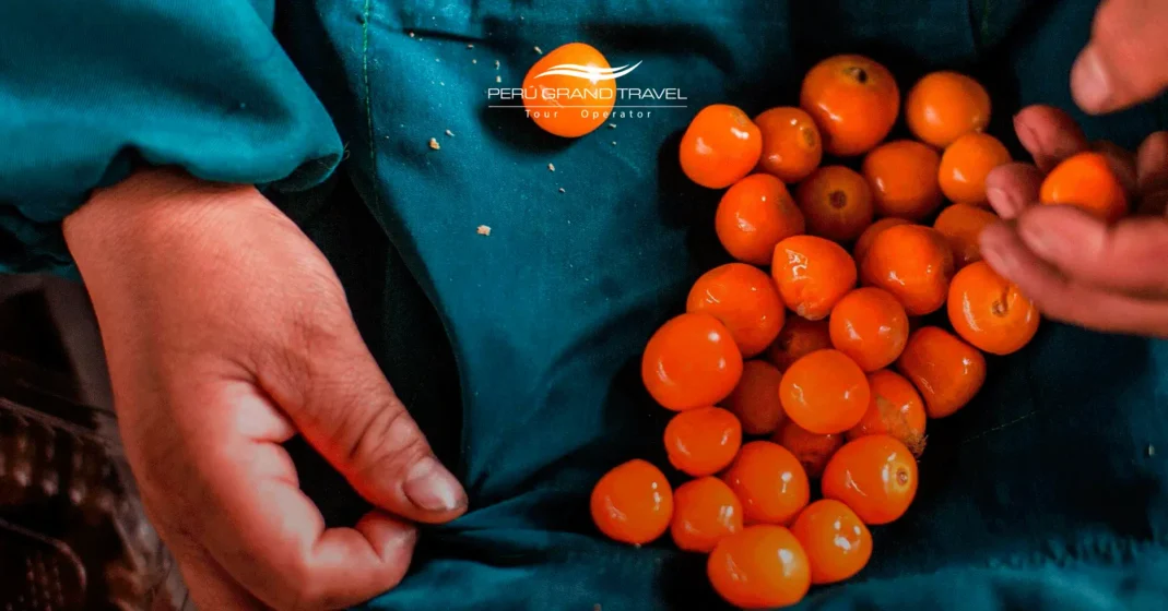 gastronomic tours in Cusco
