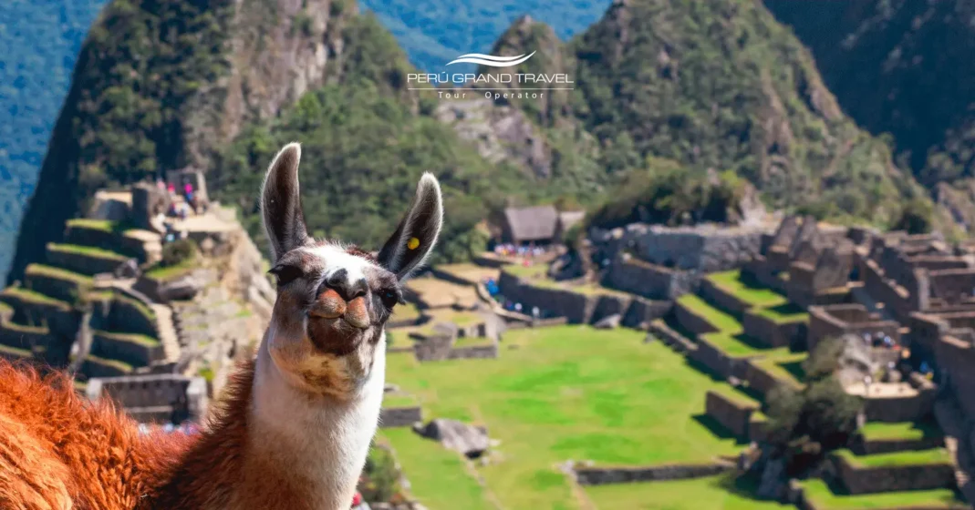 llama en machu picchu
