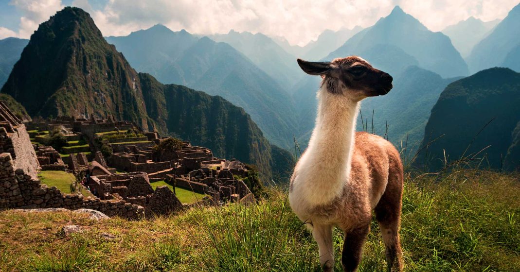 llama in Machu Picchu