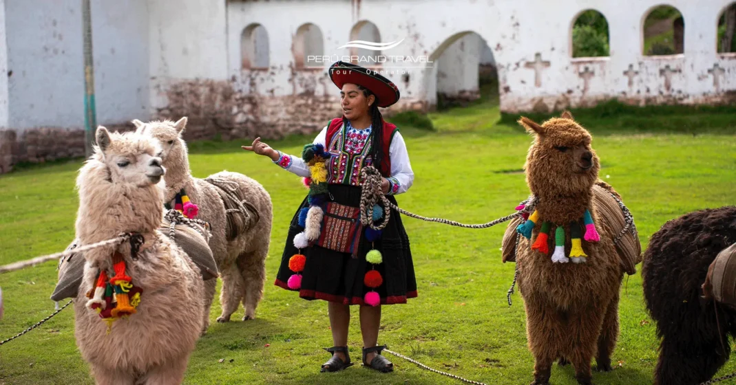 llama-therapy-experience