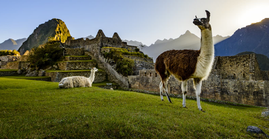 llamas-in-machu-picchu, South American camelids