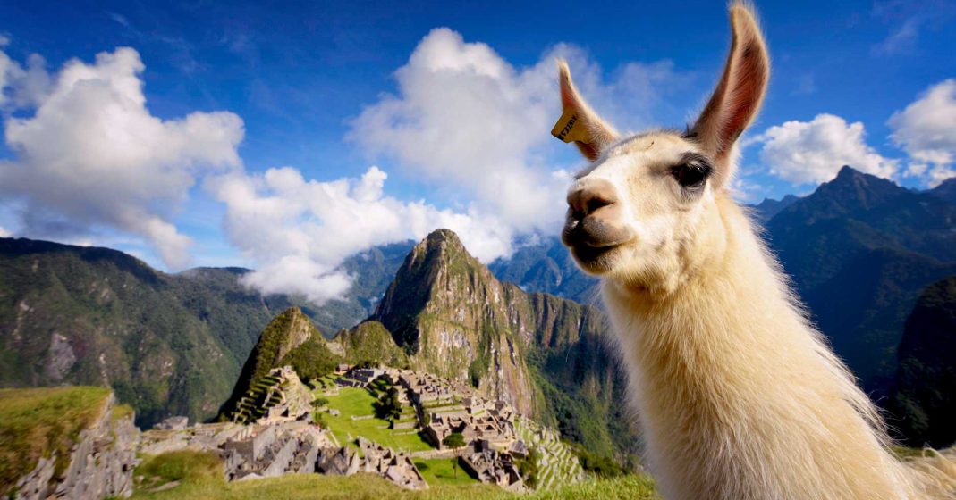 Llama posing for the camera with Machu Picchu in the background