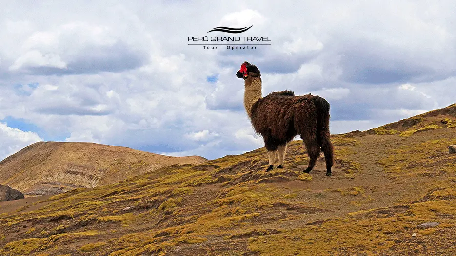 A Thoughtful llama in the mountains on Peru Travel packages