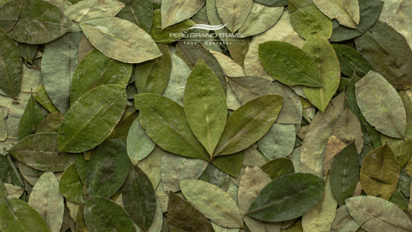 magical coca leaves to avoid Altitude altitude sickness in Peru
