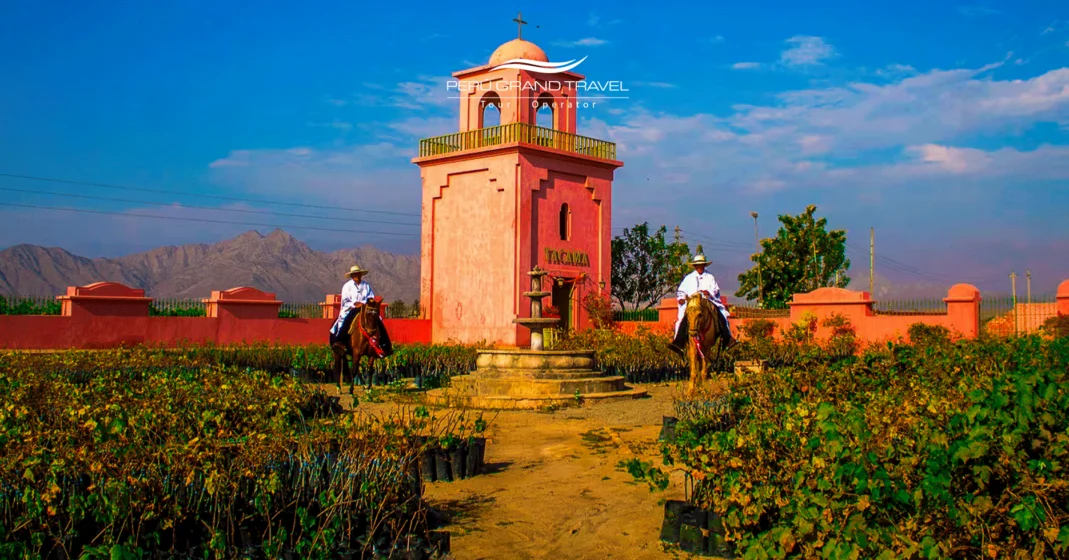 the pisco route, When are Grapes Harvested