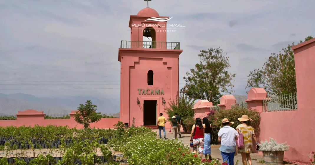 the pisco route harvest ica
