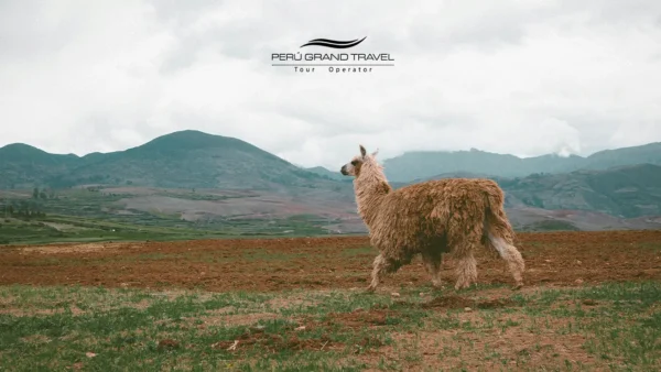 Llama on the remote Lares trek