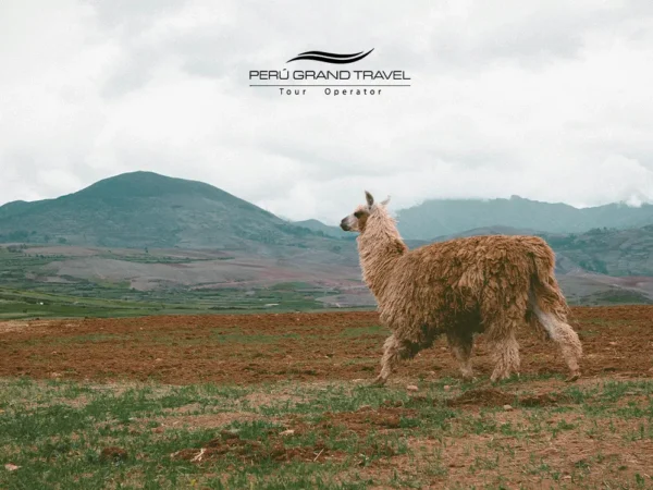 Llama on the remote Lares trek