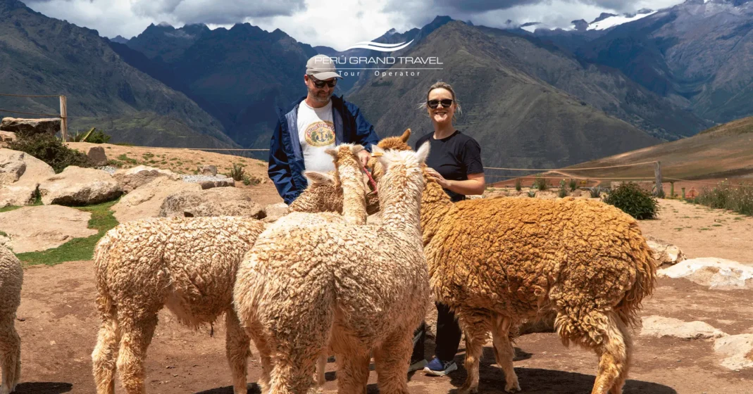 travelers-stroking-llamas