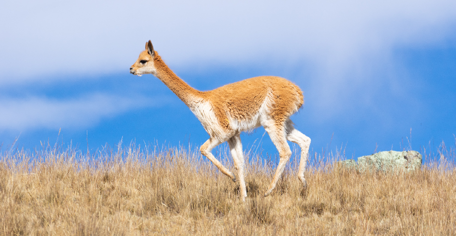 The wild Vicuña, the most exclusive and protected of the South American camelids in the high Andes