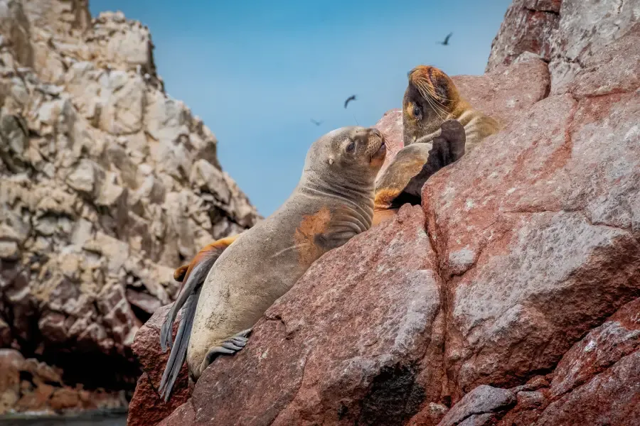 Sea lions at the Ballestas Islands Sea lions the Ballestas Islands Peru