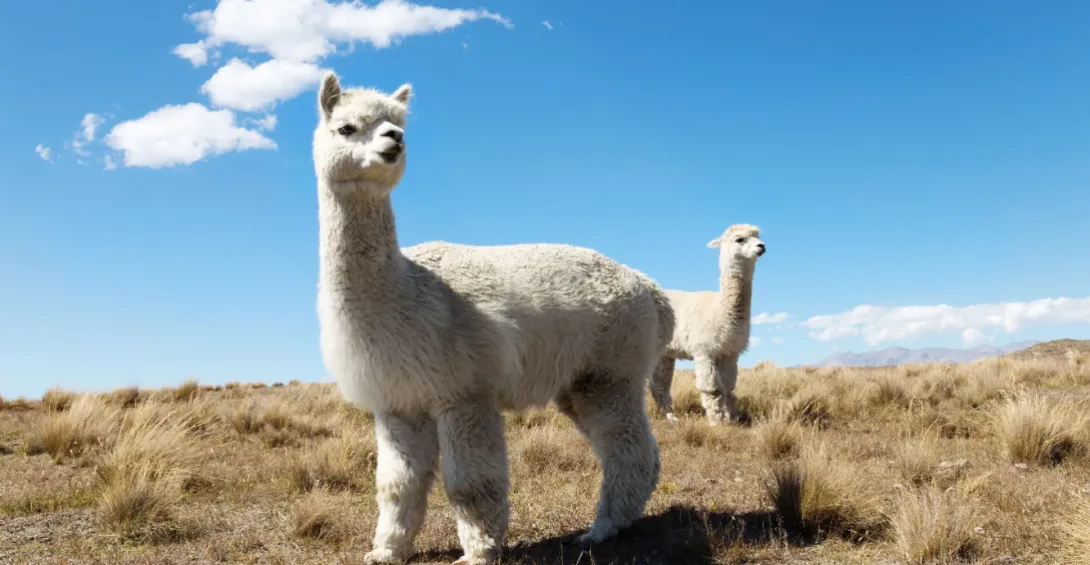 alpaca in the Andes of Peru