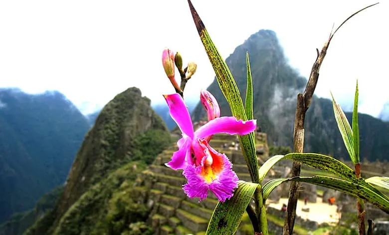 Flora and fauna of Machu Picchu