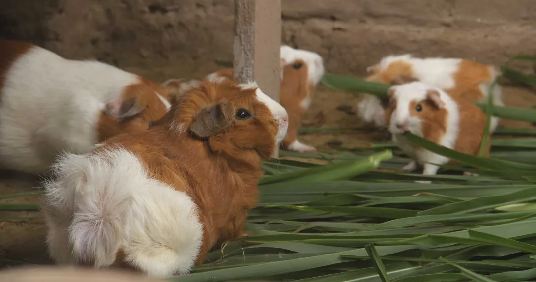 guinea pig in peru - why do people eat guinea pigs?