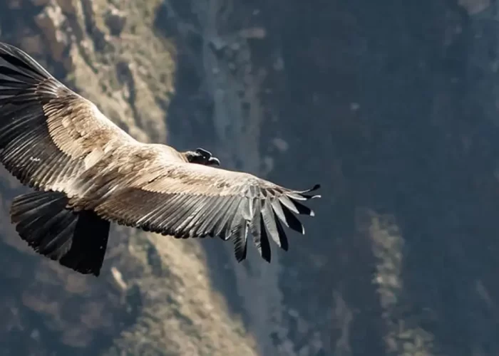 The Condor Canyon in Cusco Peru