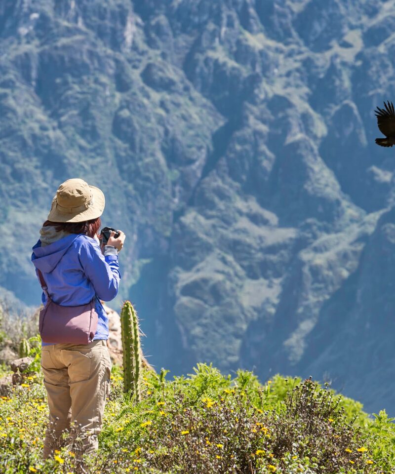 Penerbangan burung Condor - Arequipa