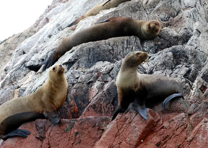 Sea lions in Ballestas Islands